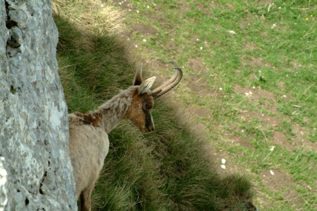 Camoscio d''Abruzzo Rupicapra pyrenaica ornata